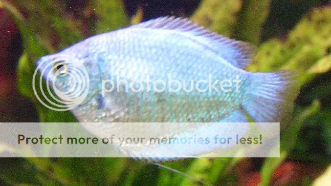 gourami.jpg