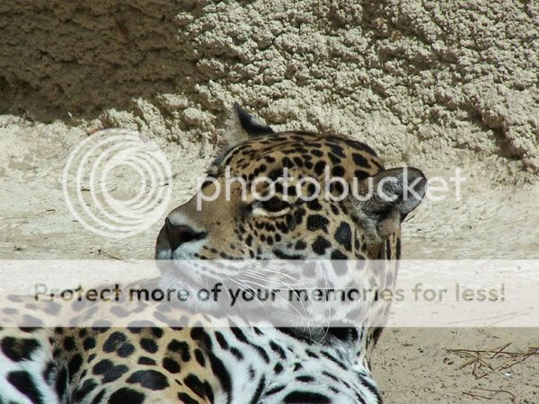 jaguarspotted.jpg