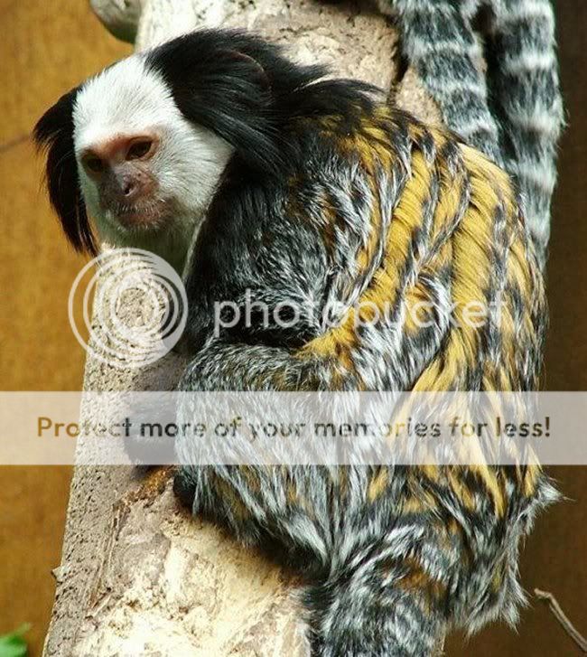 Marmoset.jpg