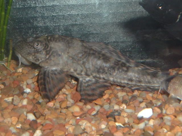 pleco006.jpg