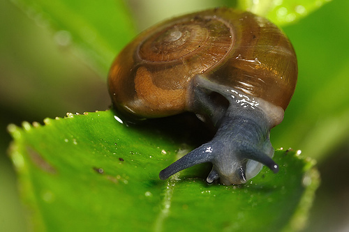 Ramshorn%20snail%202.jpg