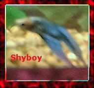 shyboy.jpg