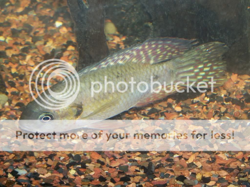 cichlid2.jpg