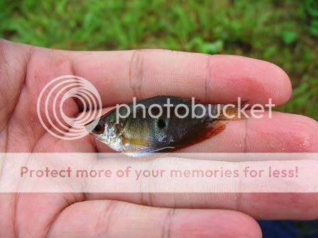 gourami-nibong.jpg