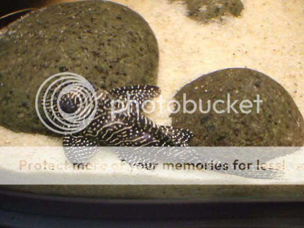 pleco_03.jpg