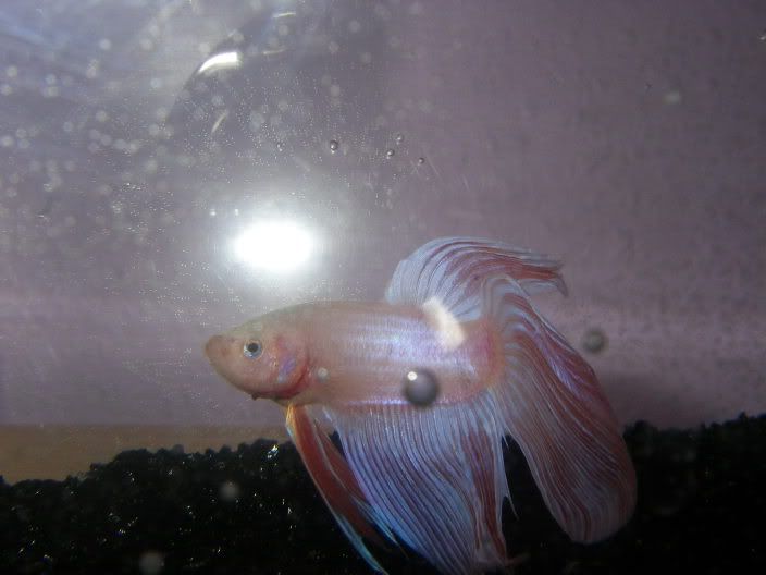 bettas011.jpg