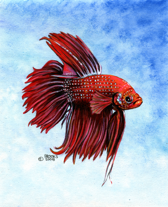 betta-big-red-richard-brooks.jpg