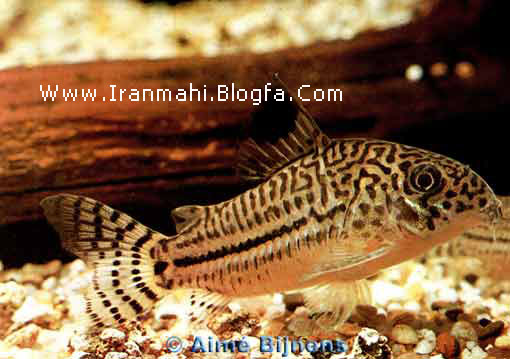 corydoras_trilineatus-gr.jpg