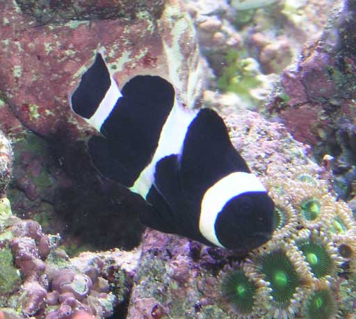 Amphiprion_percula_black.jpg