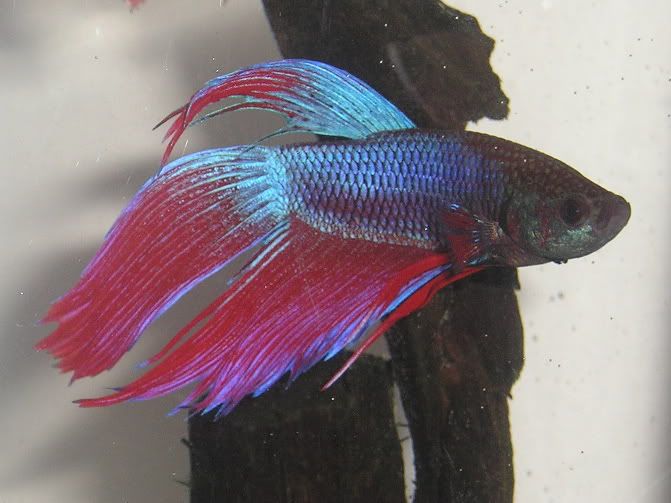 betta.jpg