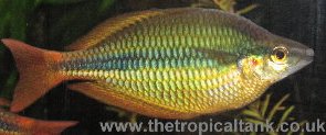 mel-trifasciata3.jpg