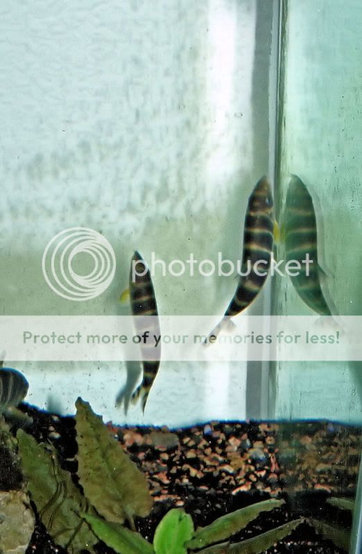 LOACH007-2.jpg