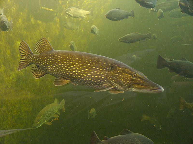 800px-Esox_Lucius.JPG