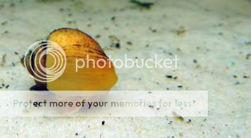 applesnail.jpg