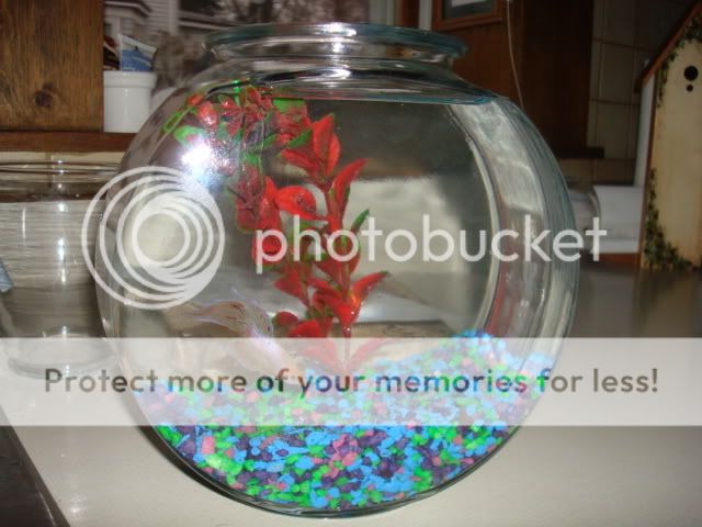 bettas2012.jpg