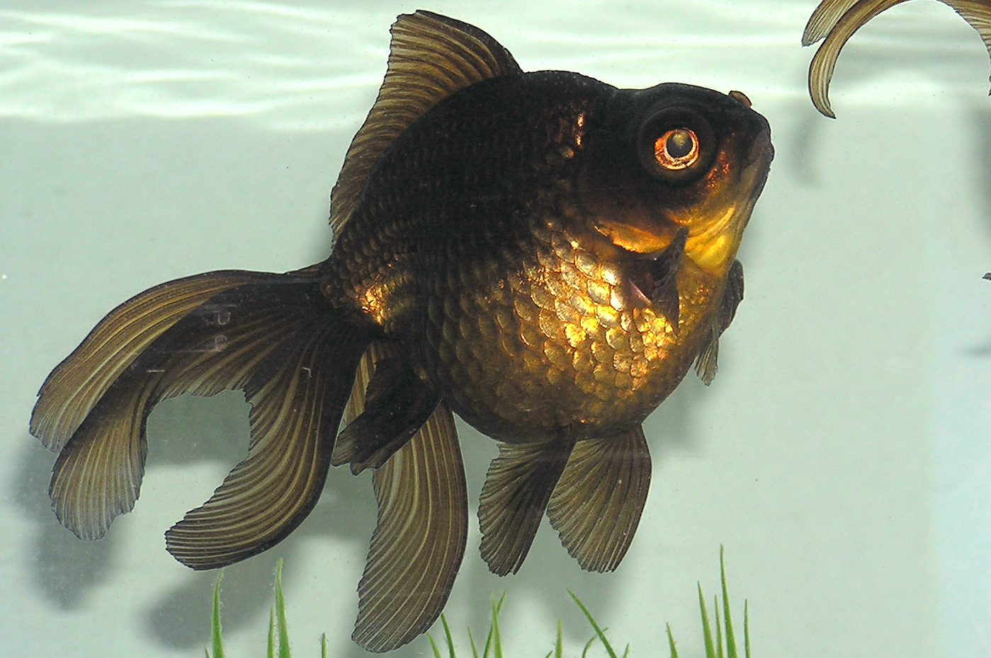 Black_Moor_Goldfish.jpg