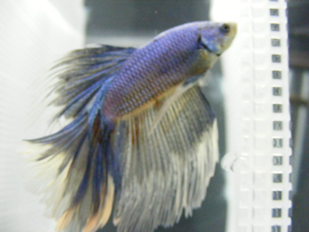 betta2003.jpg