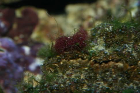 RedAlgae.jpg