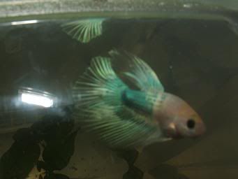 bettas605.jpg