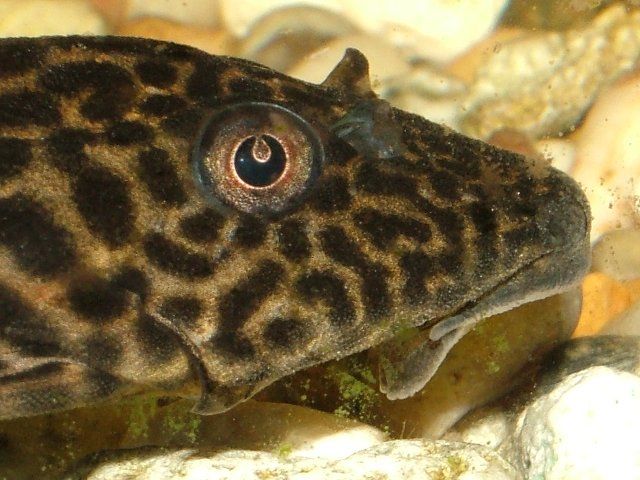 1plec_640x480.jpg