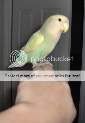 Lovebird3.jpg