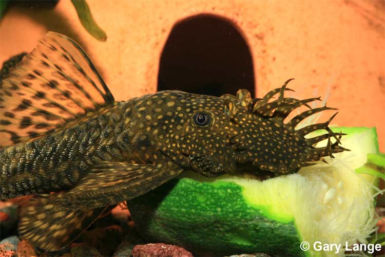 bushy-nose-plecostomus-500p.jpg