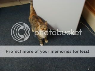 OfficeCat032.jpg