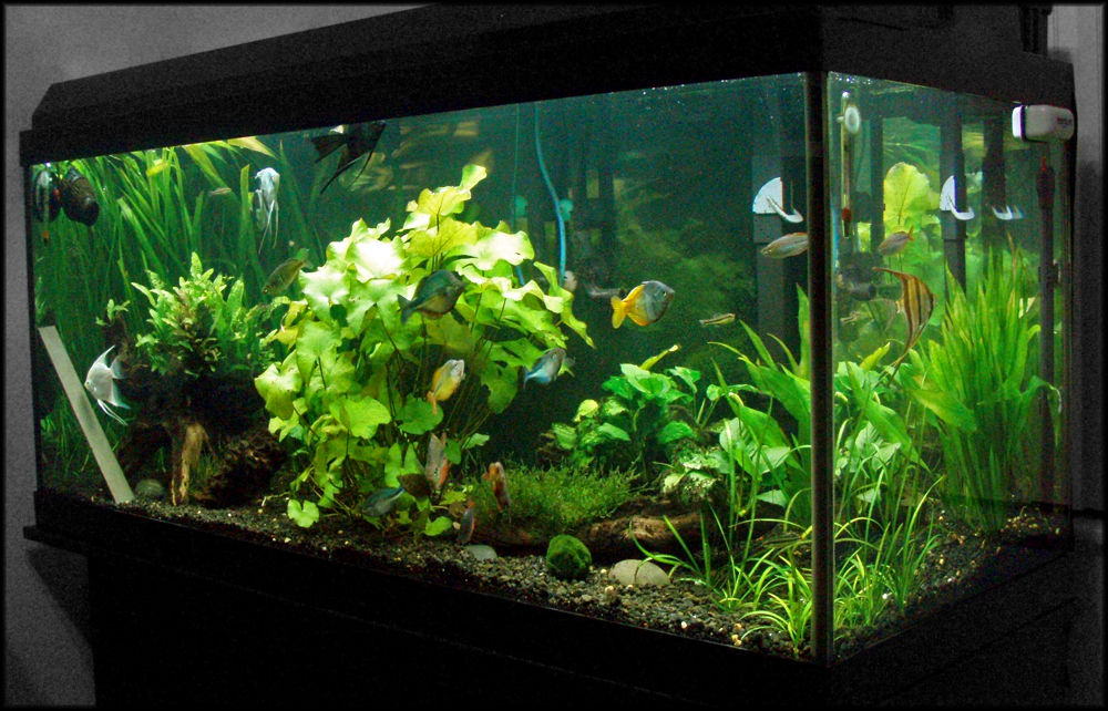 fishtank.jpg