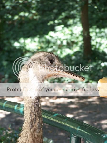 ostrich2.jpg