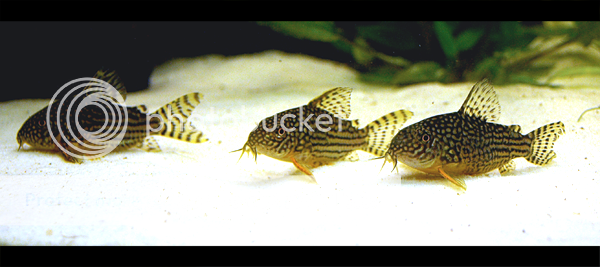 corydoras.png