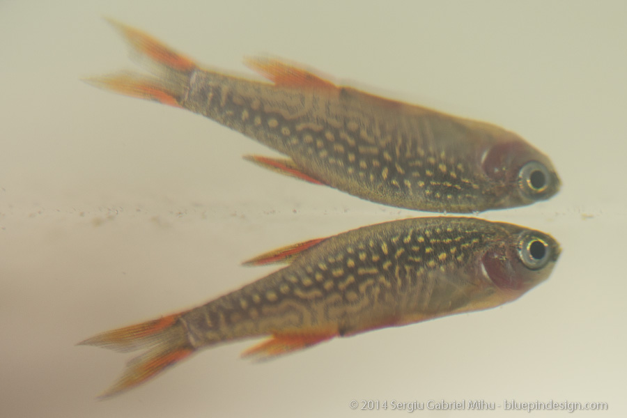 galaxy_rasbora_sick__DSC3615.jpg