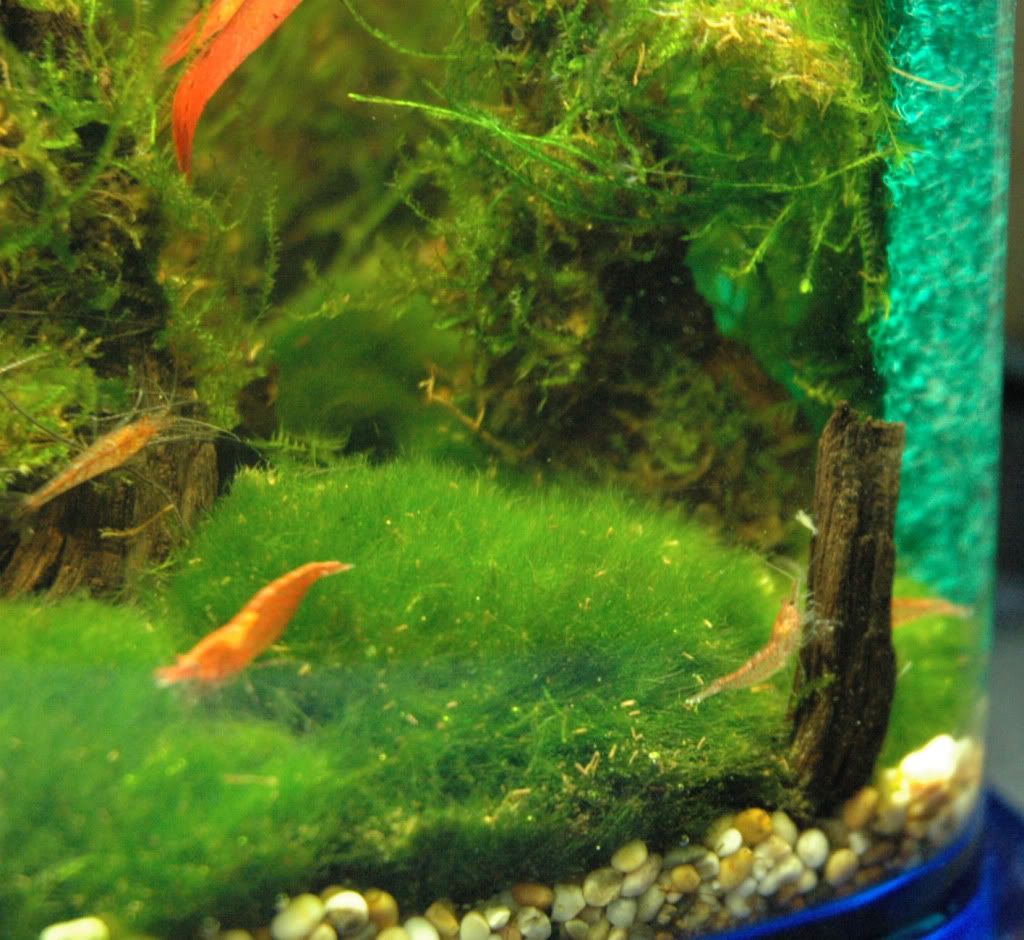 shrimplets001.jpg