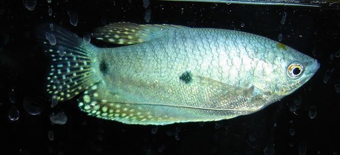 gourami.jpg