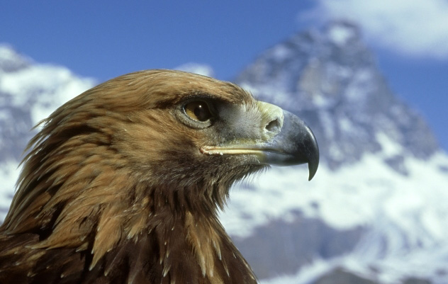 golden-eagle.jpg