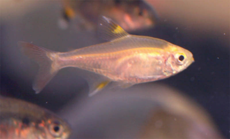 Golden_pristella_tetra_1.jpg