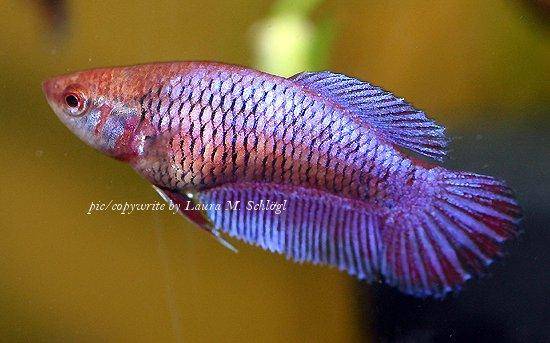 betta-fish-3.jpg