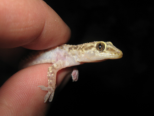 House-Gecko3.jpg