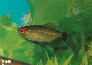 Red-eyedTetra.jpg