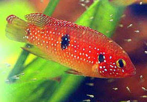 jewel-cichlid.jpg