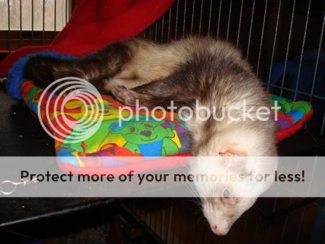 ferrets1007.jpg