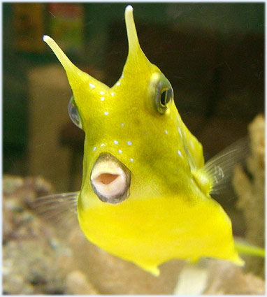 cowfish.jpg