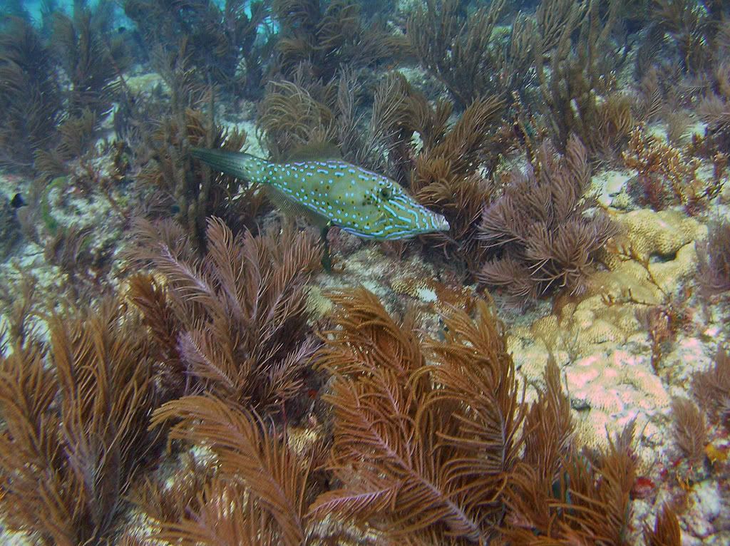 scrawledfilefish0107.jpg