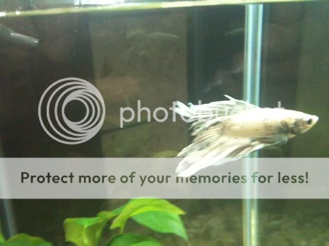 betta2.jpg