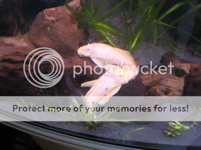 Plecs012.jpg