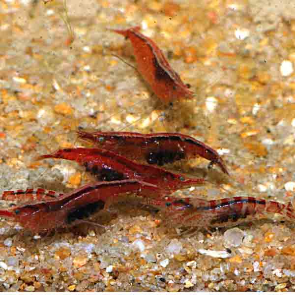 Caridina_serratirostris_04.jpg