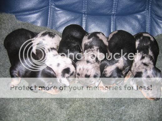 pups11days004.jpg