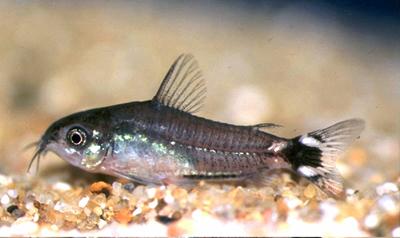 corydoras_hastatus_species_large.jpg