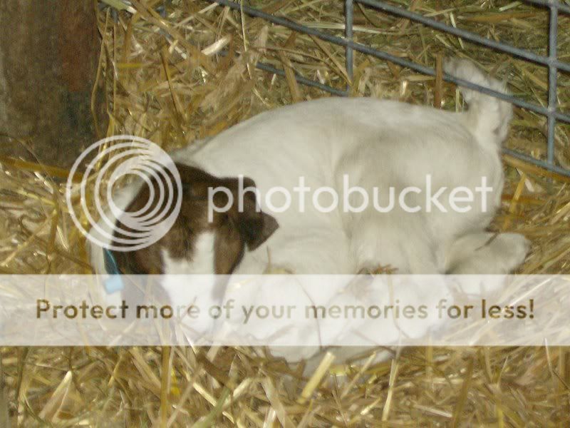 BabyGoats001.jpg