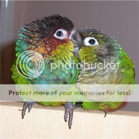 071105conures4.jpg