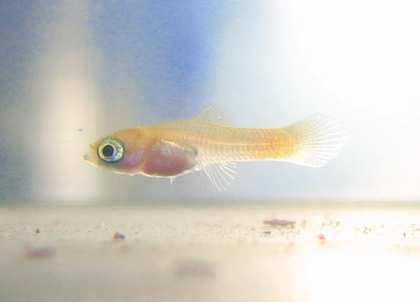 Swordtail_Fry_1_day_old.jpg